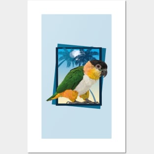 caique Posters and Art